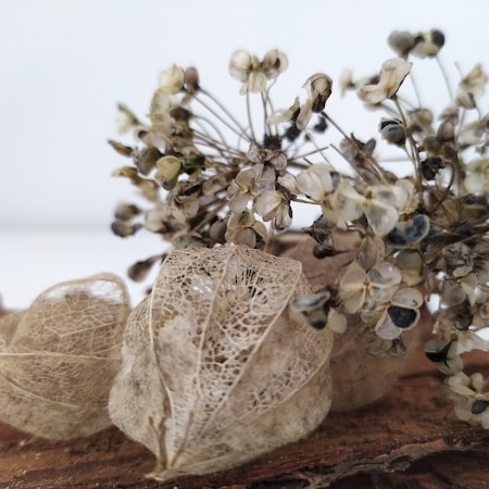 Delicate dried flowers and seed pods with intricate lace-like textures are displayed against a soft background. The muted colors of the fragile stems and petals create a gentle and natural aesthetic.