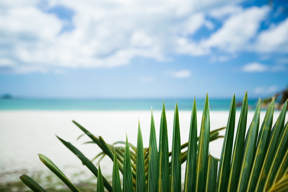 green-leafed palm tree by a white sand beach during daytime