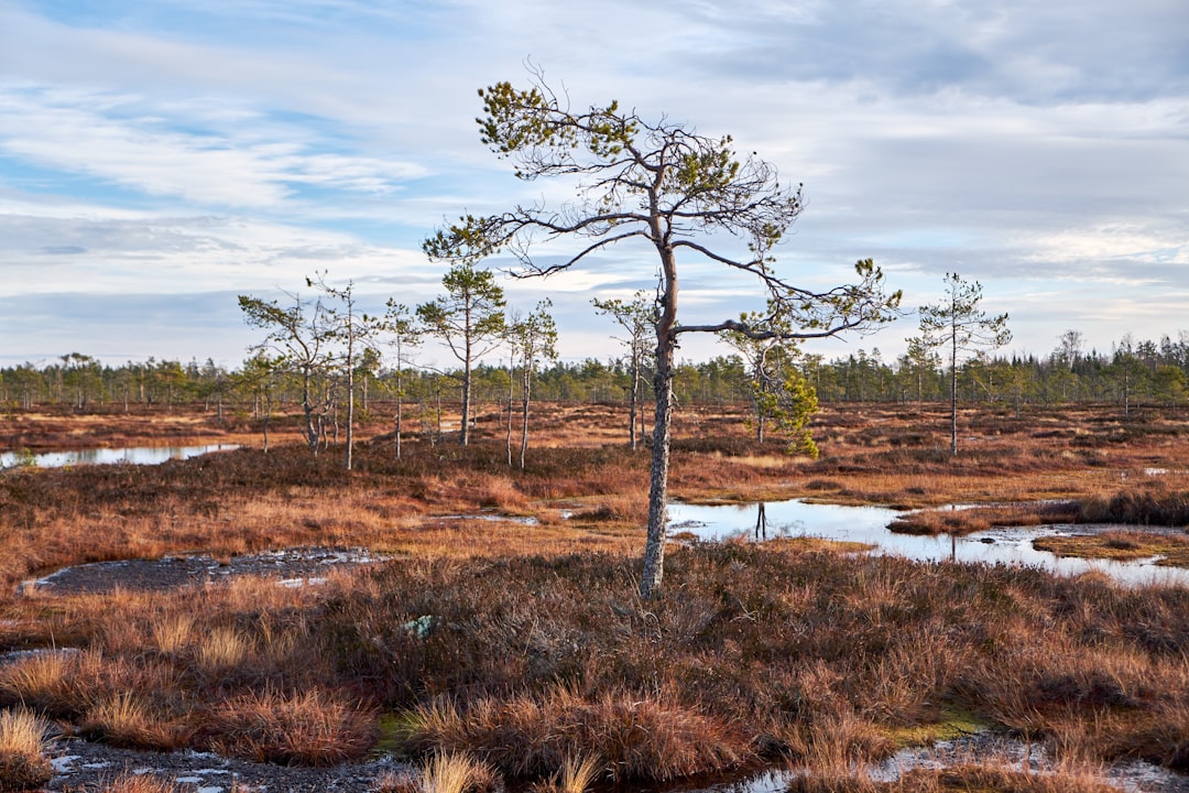 Nature reserve photo spot Sundsvall Sweden