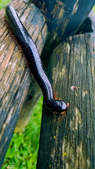 A shiny, black millipede crawls over a weathered wooden surface. The wood displays a rough texture with various shades of brown and gray. The background reveals patches of green grass, adding to the natural setting.