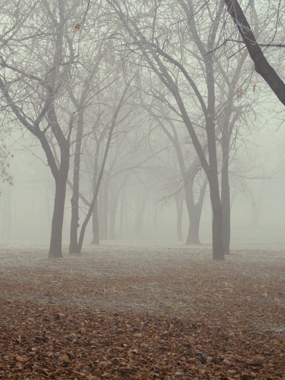 a foggy park with trees and leaves on the ground