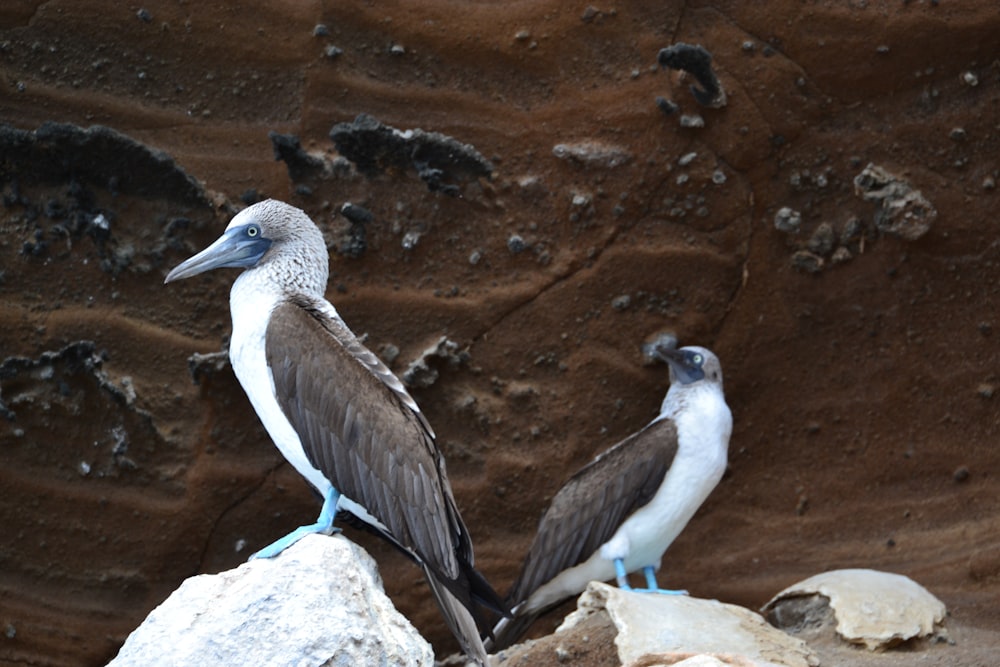 two white-and-brown birds