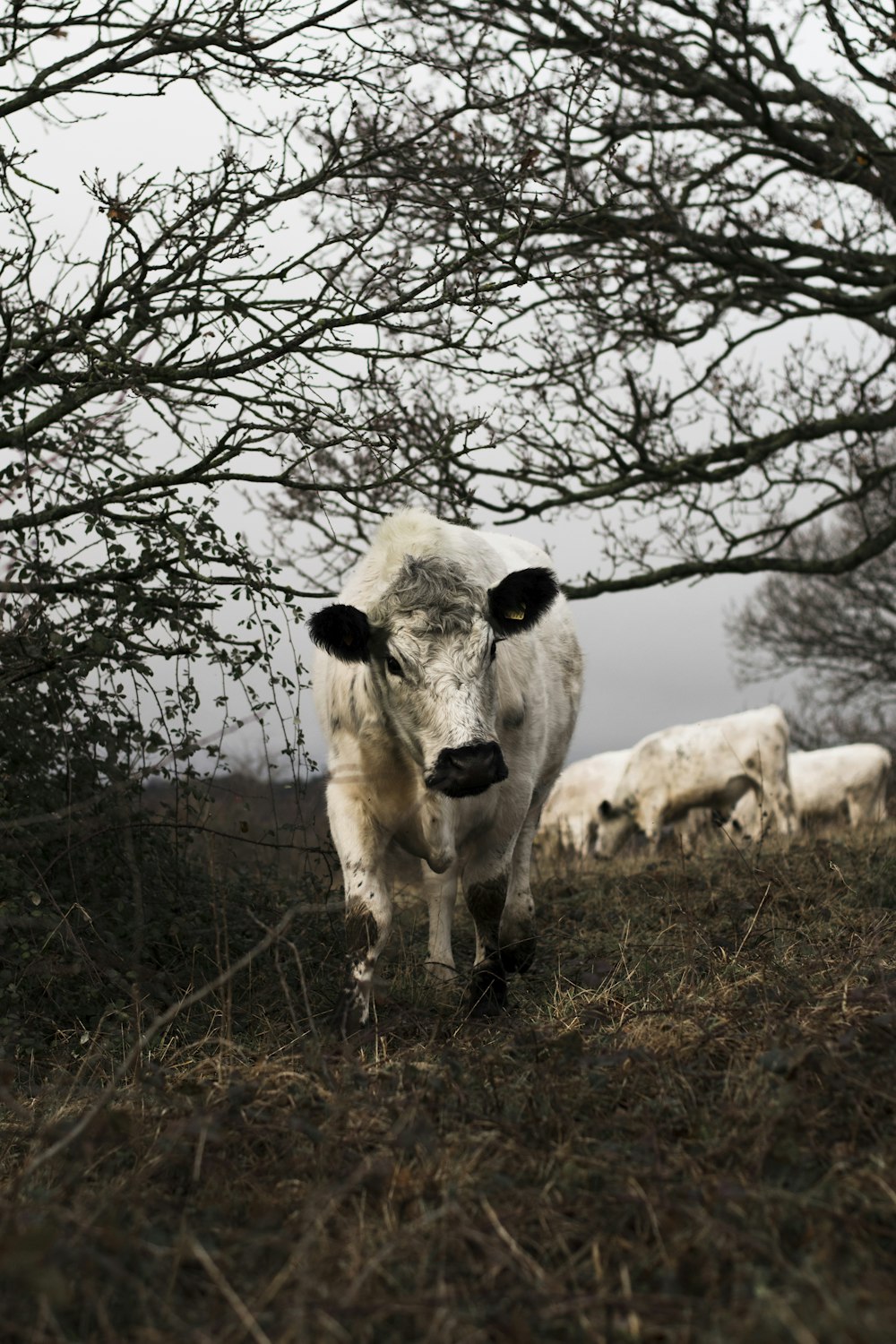 white cow on grassy field under bare trees