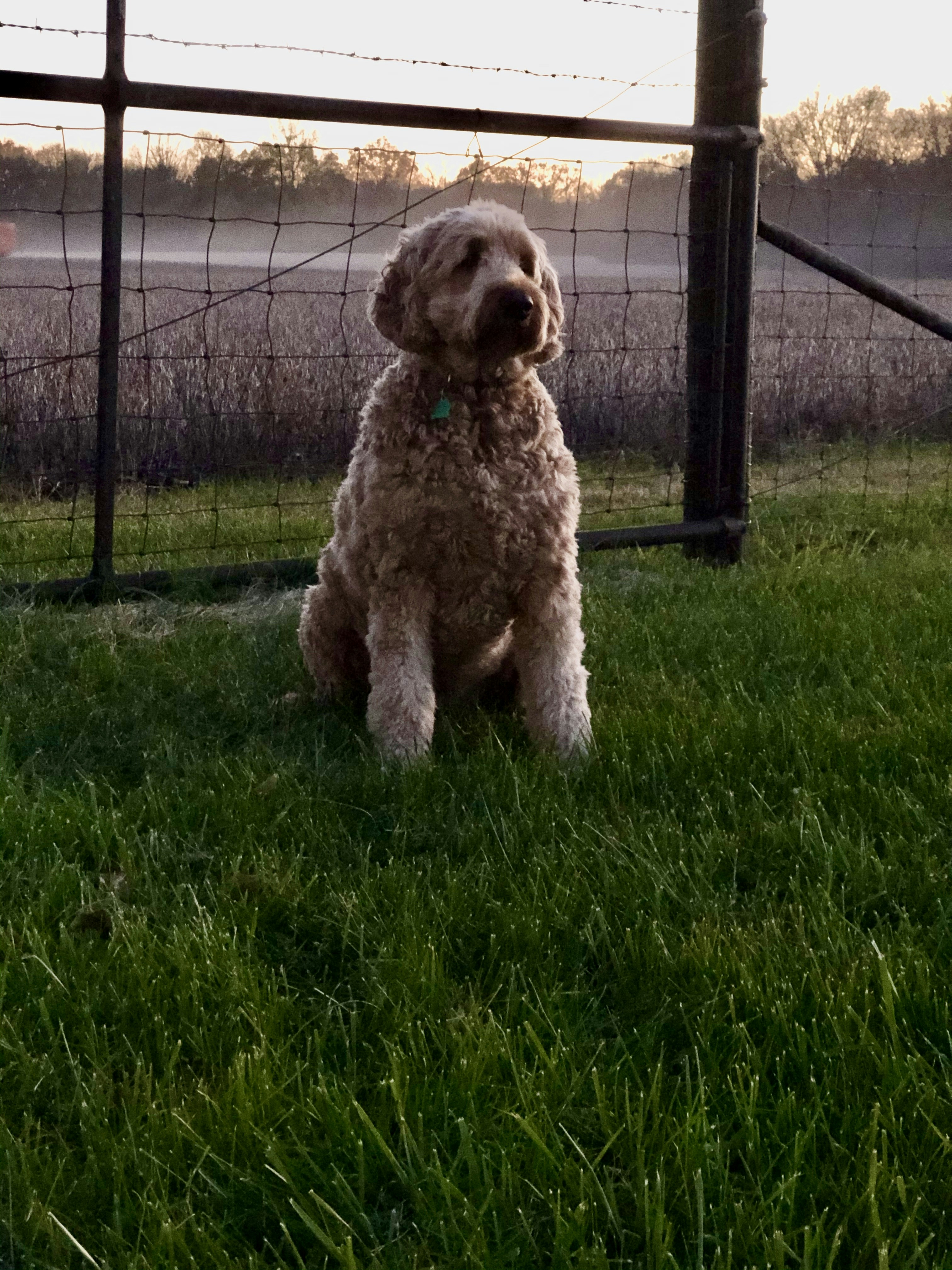 Luna the golden cream Goldendoodle puppy in garden