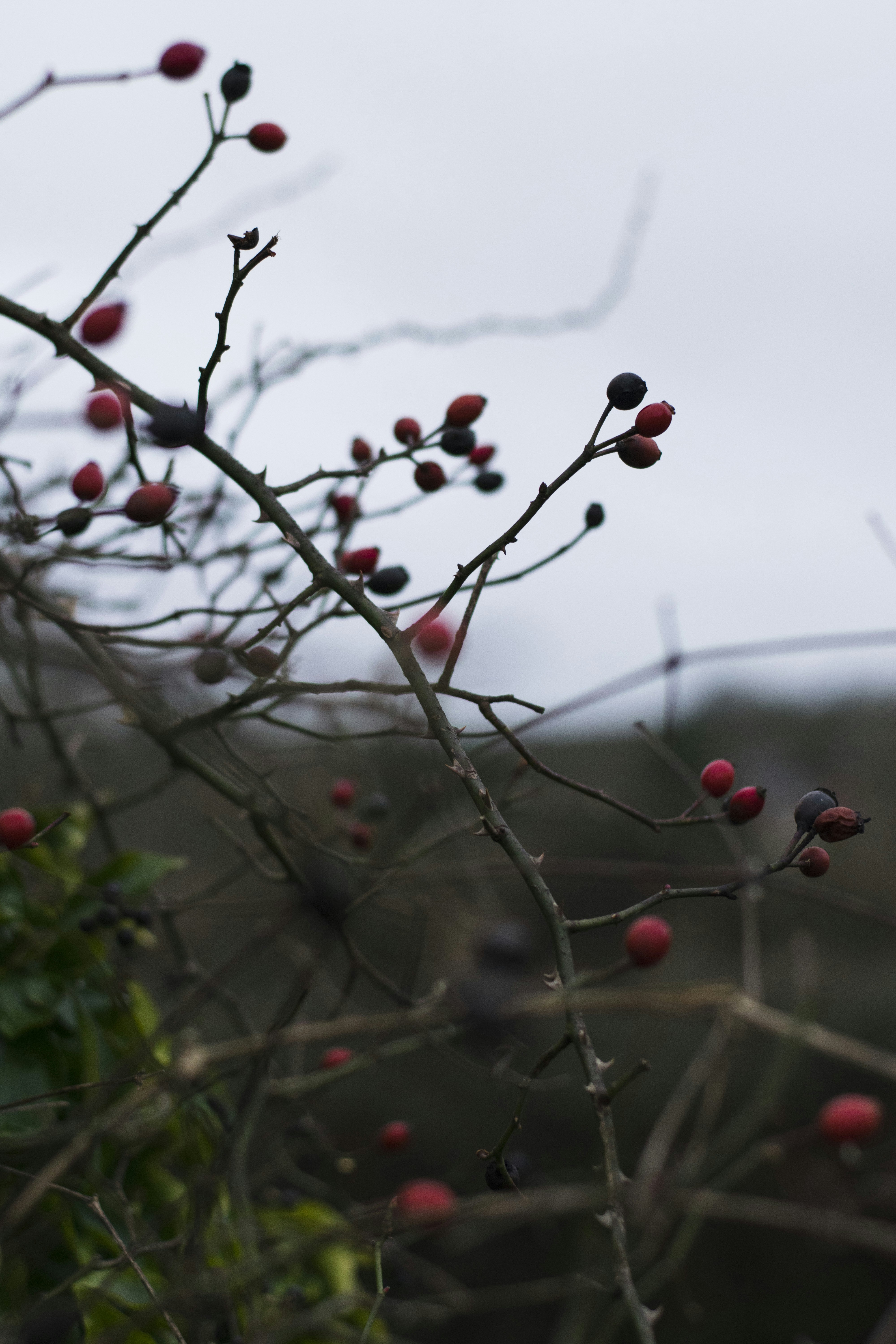 Photo by itsrobcoates