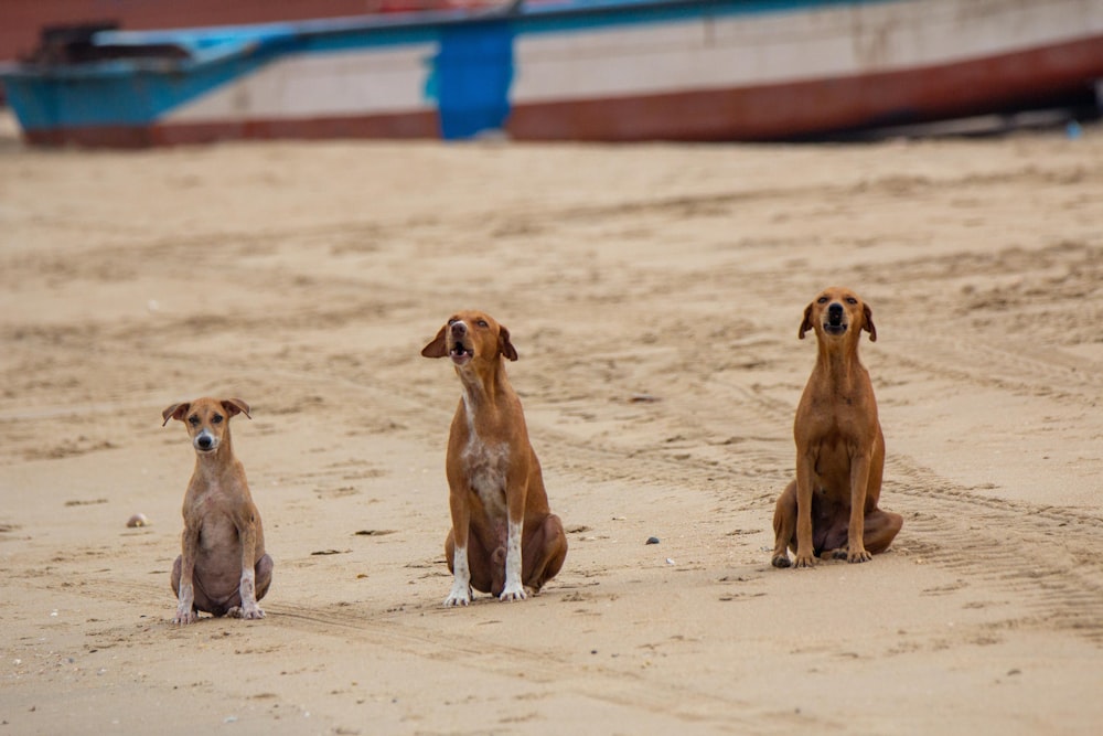 three tan dogs on sand