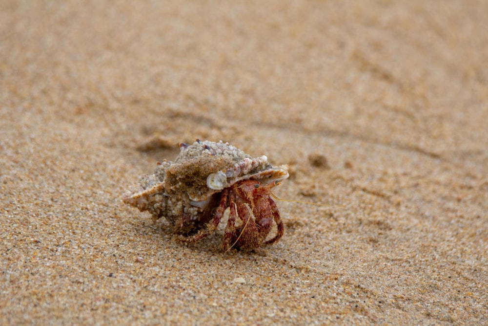 granchio marrone su sabbia
