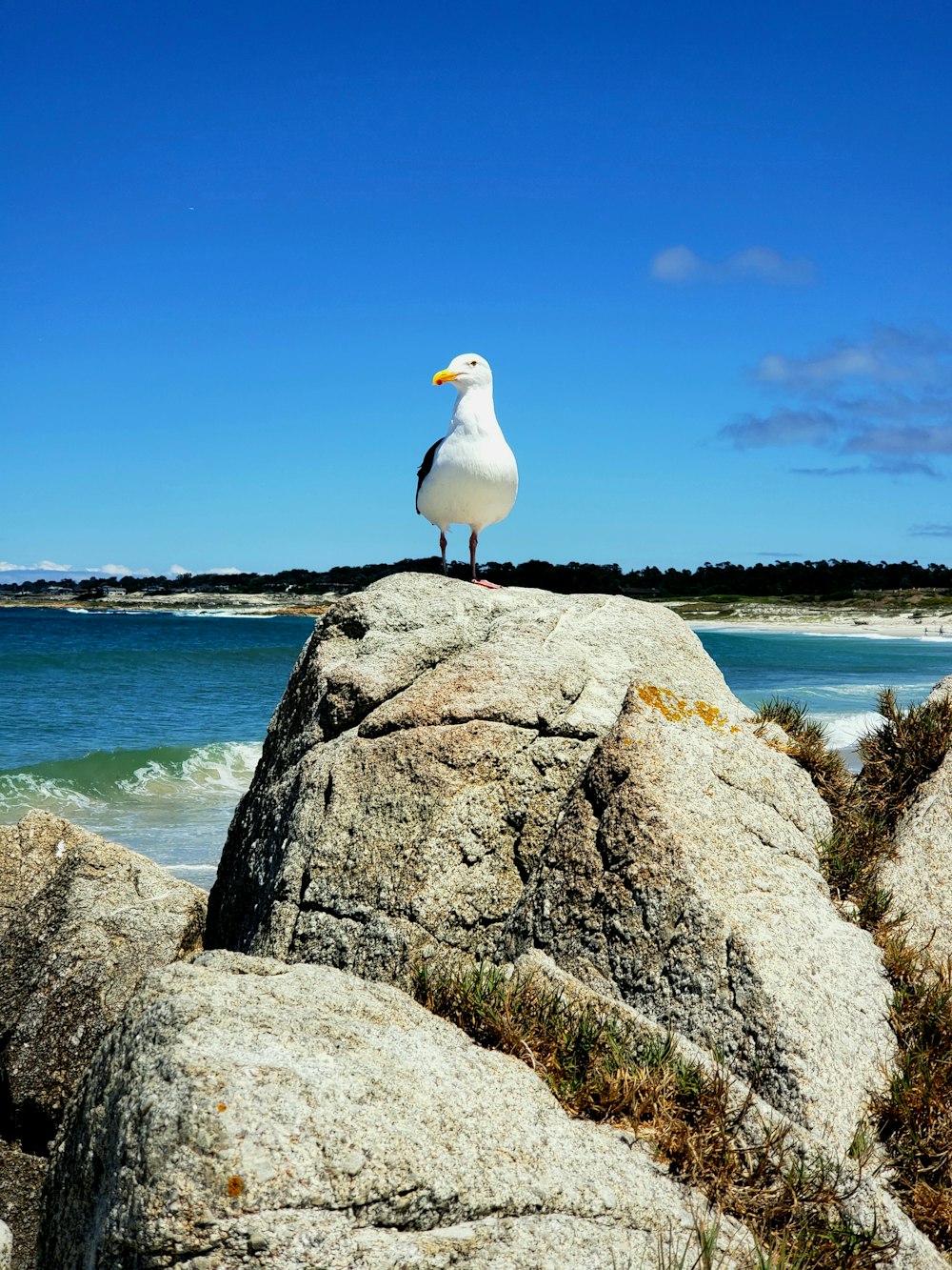 white bird on boulder under blue sky