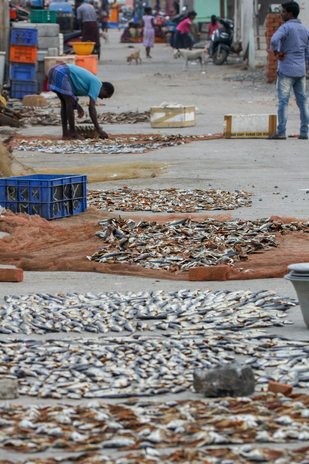 display of fishes