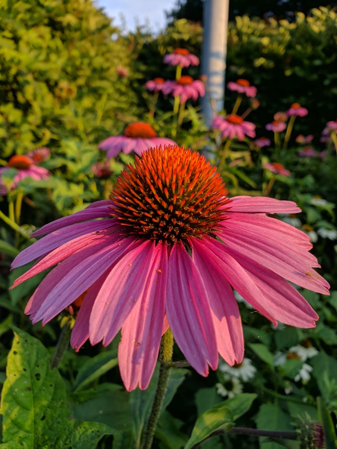 Aromatic flowers of the central park