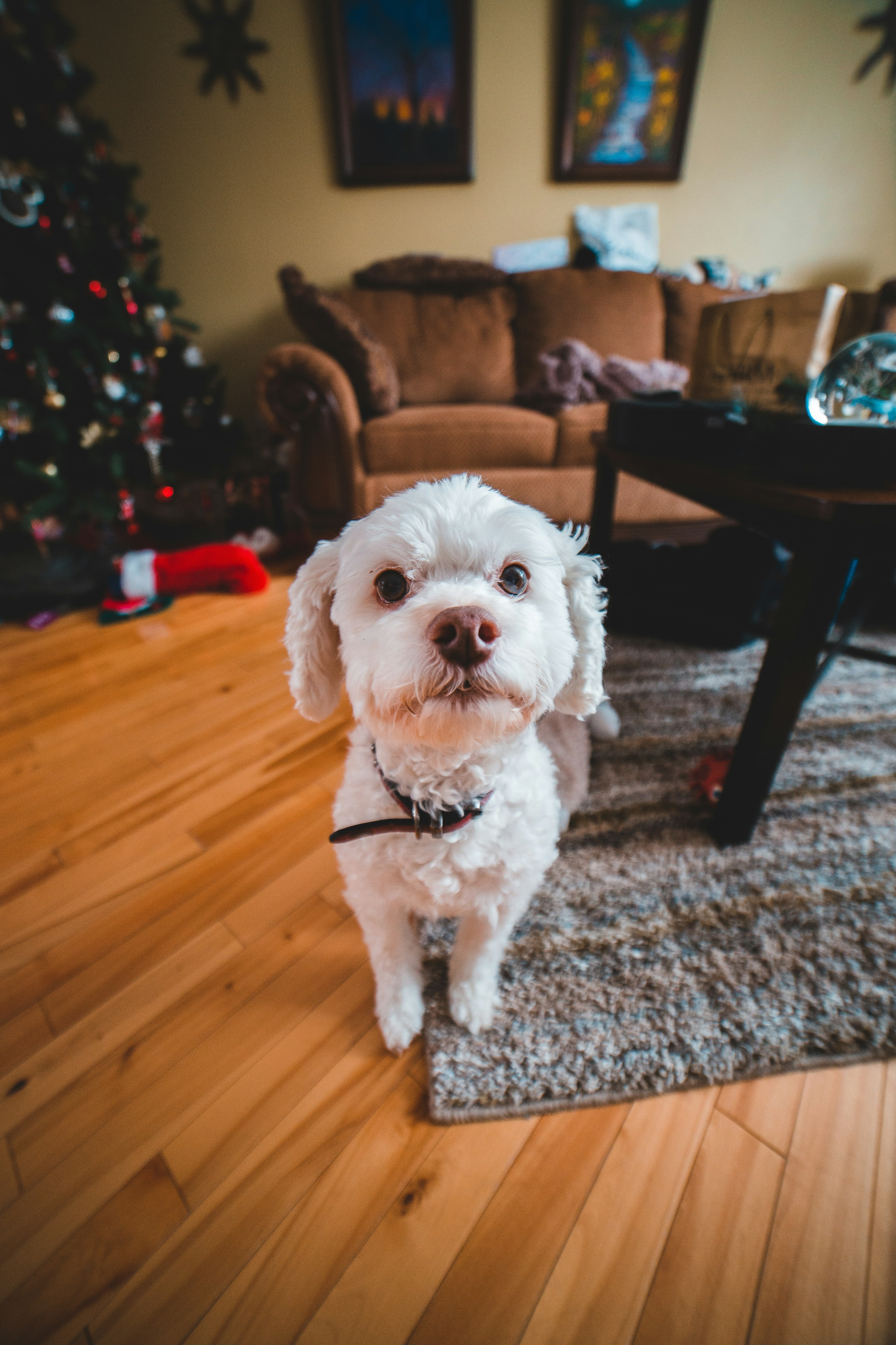 Curly Haired White Puppy Photo Free Wood Image On Unsplash