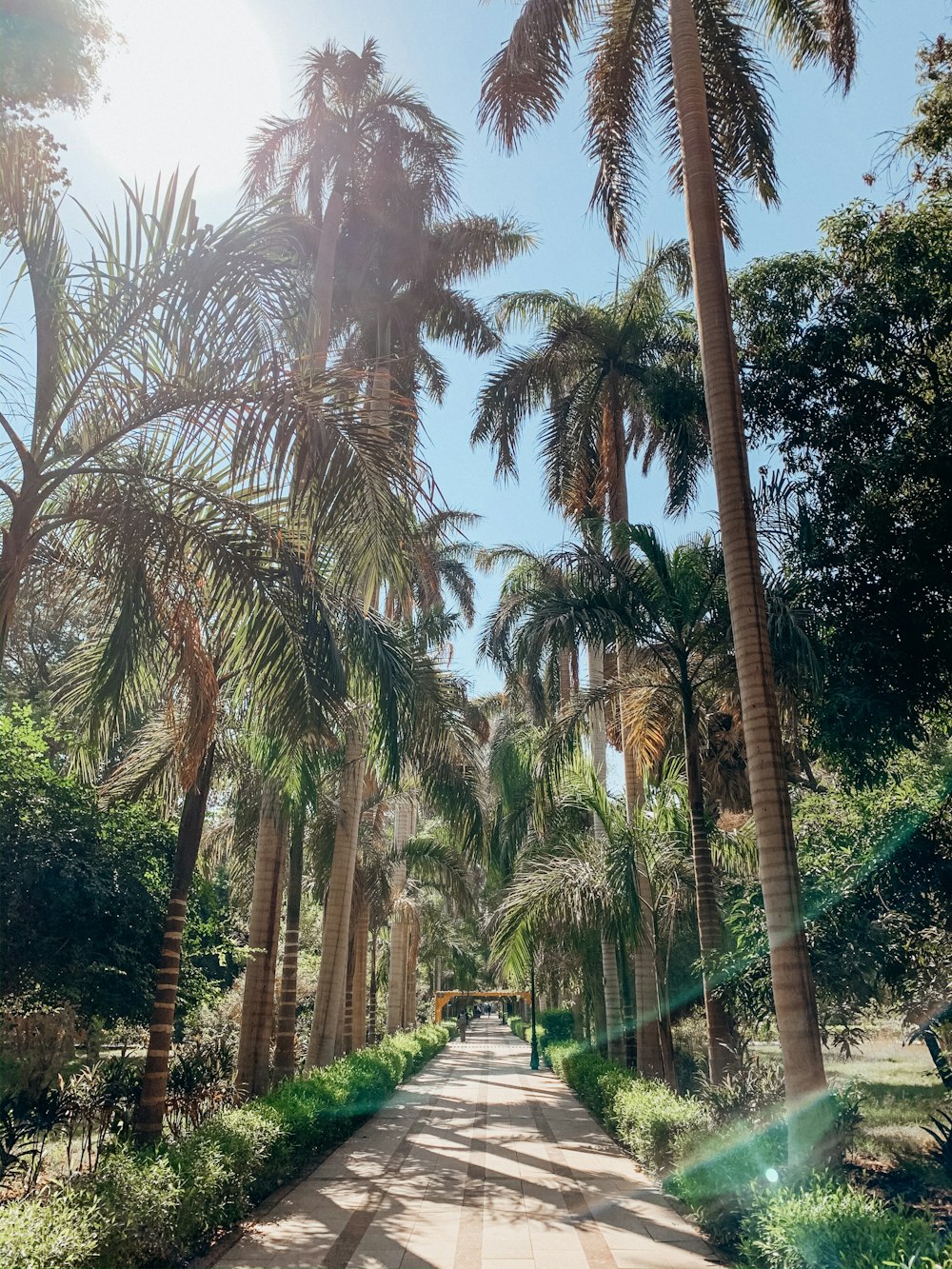 pathway near palm trees