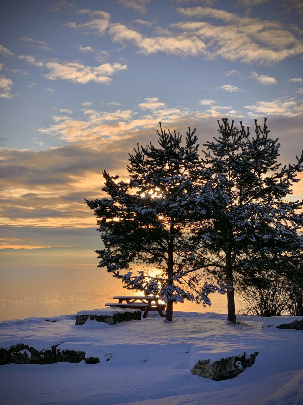 snow-covered benches, trees, and field under cloudy sky