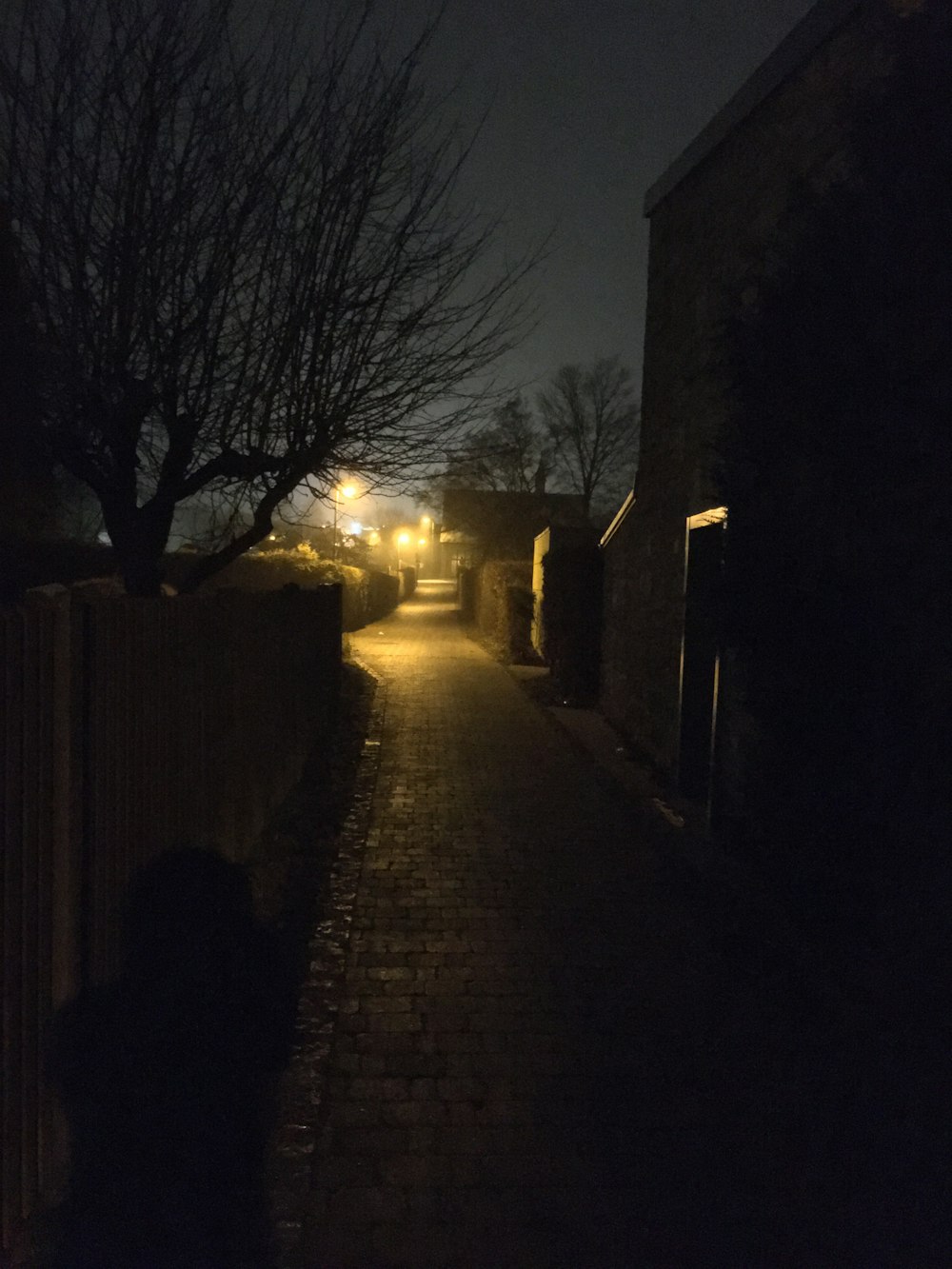 hallway between bare tree and buildings