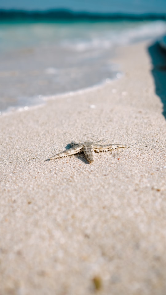 starfish on shore in Bangka-Belitung Indonesia