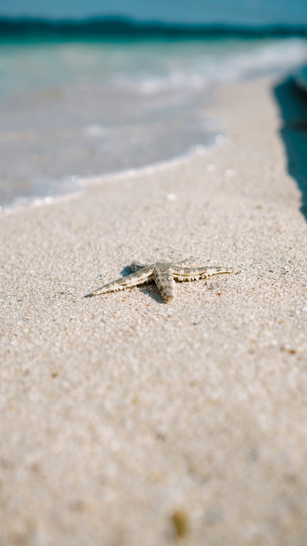 starfish on shore