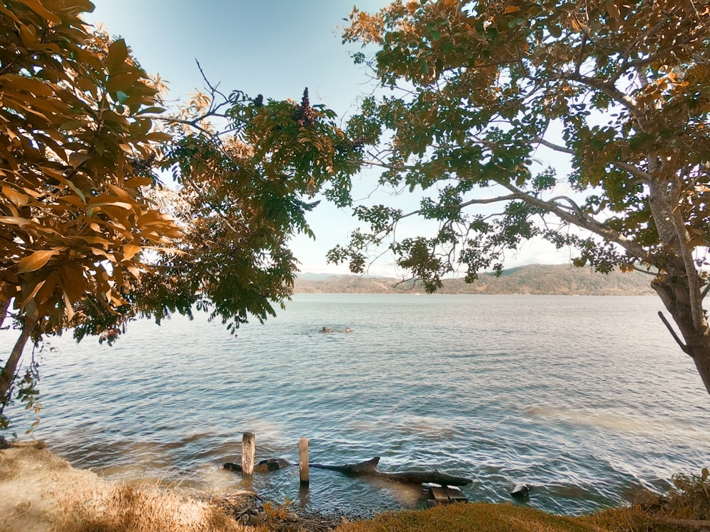 two green-leafed trees by the seashore during daytime