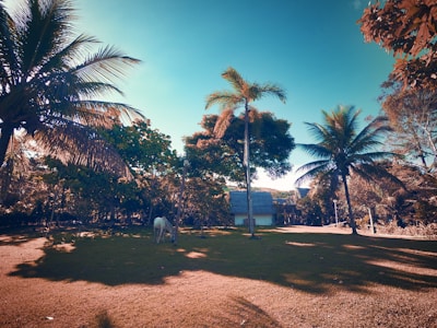 A tranquil tropical landscape with lush greenery, featuring several tall palm trees and a grassy area. In the center, a white horse grazes peacefully. In the background, a small building with a thatched roof is partially obscured by the dense foliage.