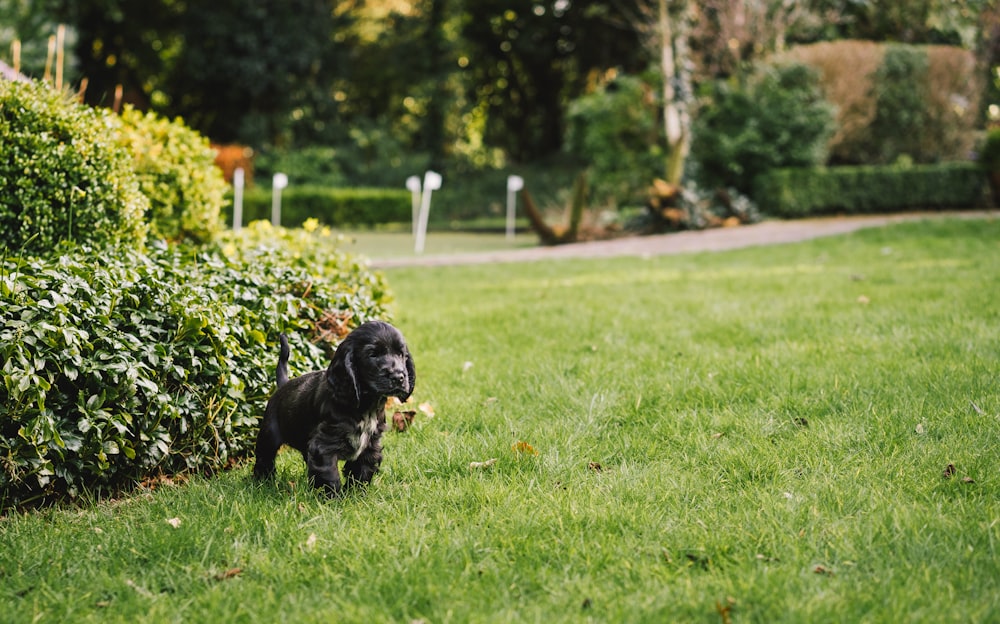black puppy near hedge
