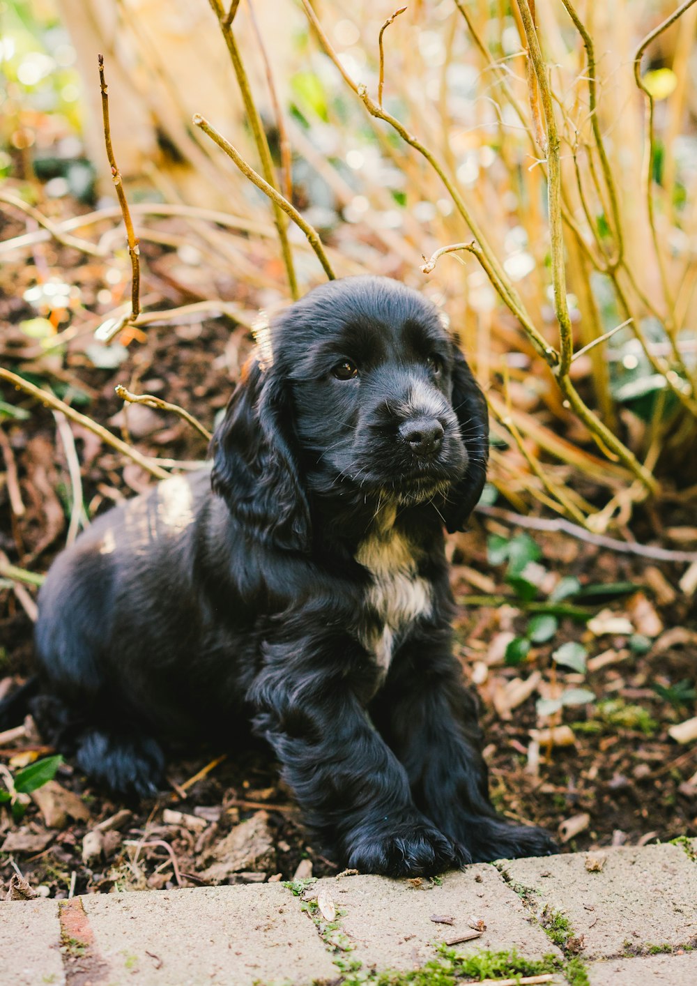 black and white puppy sitting on the ground