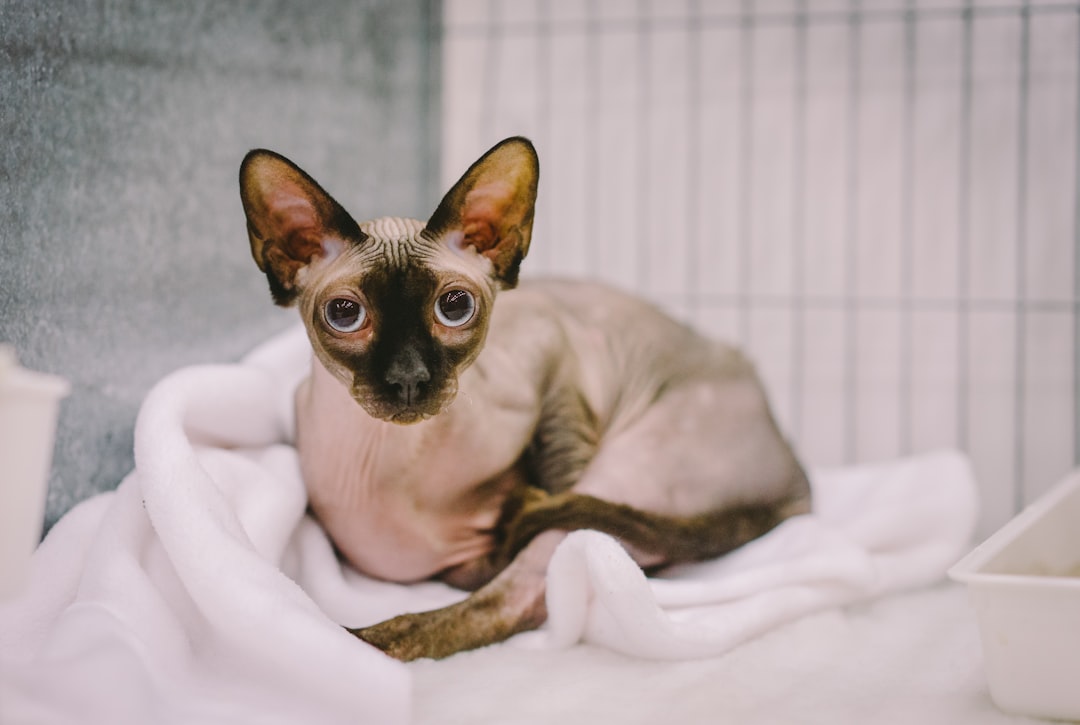 sphinx cat lying on a white blanket