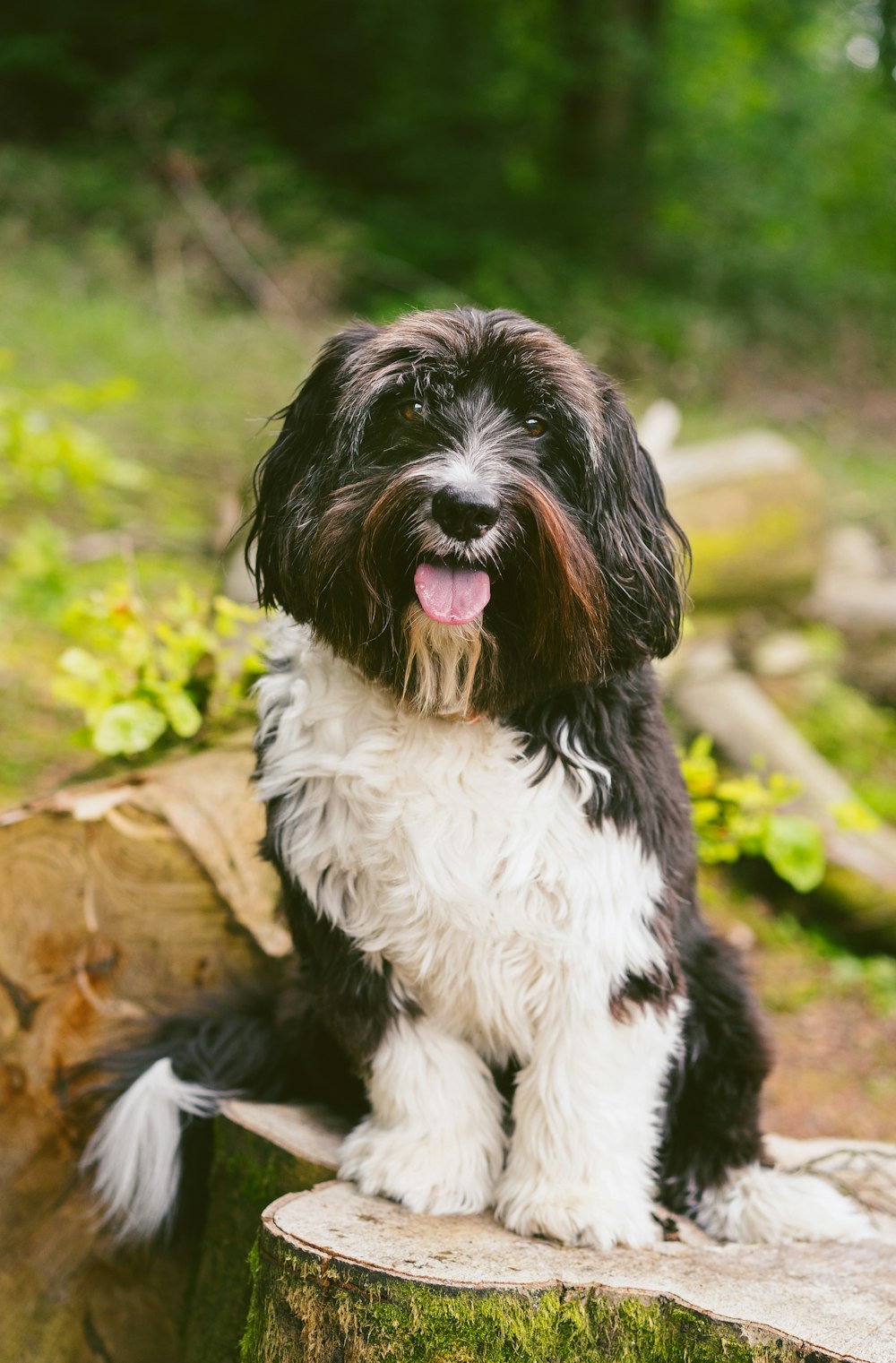 white and black dog on tree stomp