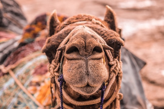 brown camel in Rajasthan India