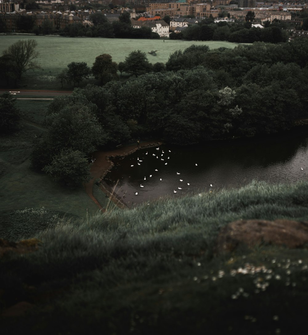 aerial photography of flock of birds flying over a body of water