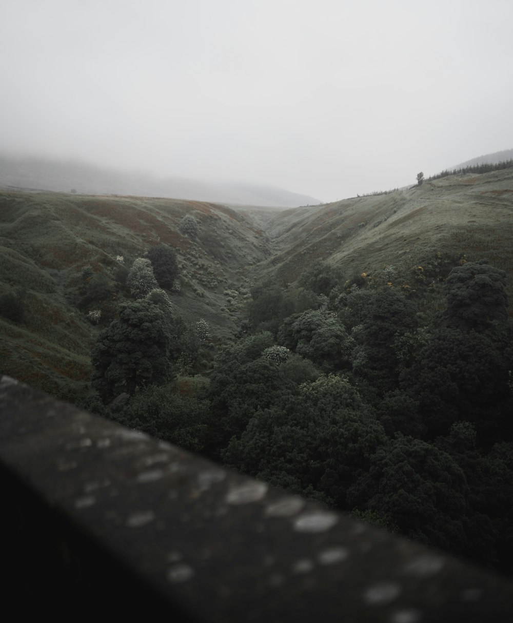 mountain with trees