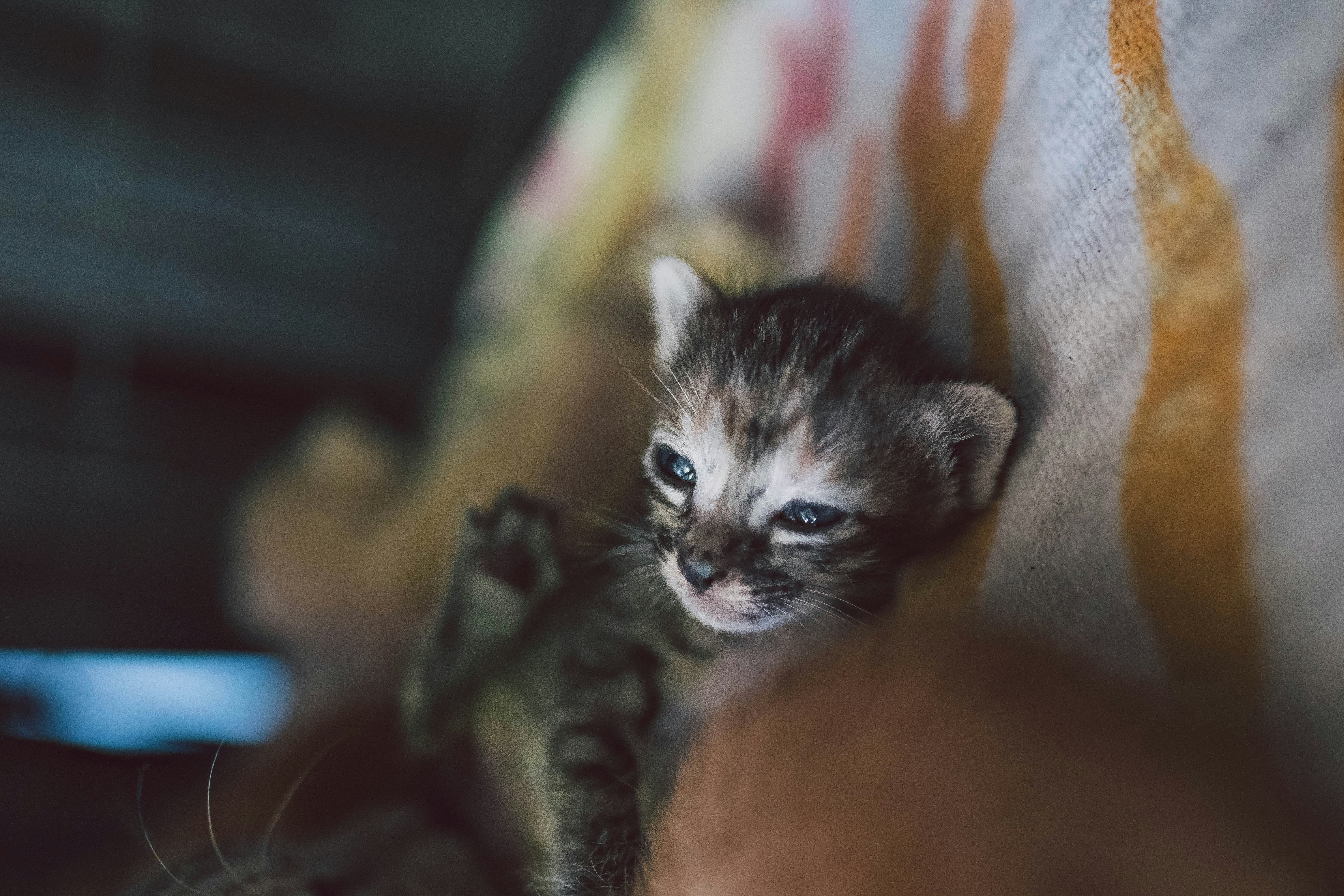 macro photography of black and white kitten on textile