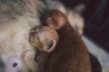 Two tiny kittens are nestled closely against their mother, appearing to be nursing. The kittens have orange fur and soft, closed eyes, indicating they are very young. The setting is intimate and cozy, with the mother cat's gentle fur creating a nurturing environment.