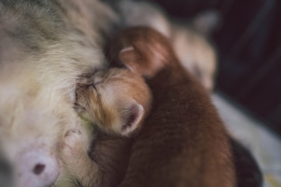 Two tiny kittens are nestled closely against their mother, appearing to be nursing. The kittens have orange fur and soft, closed eyes, indicating they are very young. The setting is intimate and cozy, with the mother cat's gentle fur creating a nurturing environment.