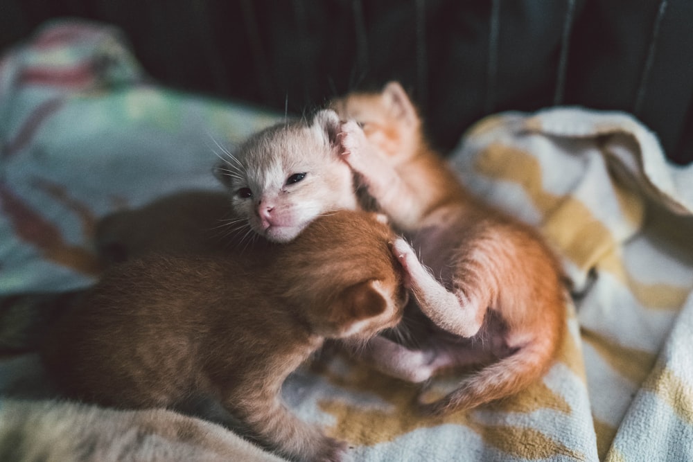 Fotografía de enfoque selectivo de gatitos naranjas en manta