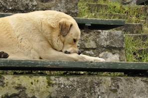 A peaceful moment of a dog resting beside its owner after a Patago walk