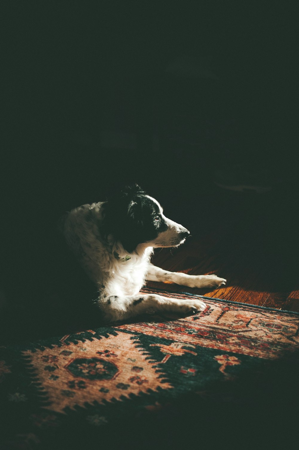 dog lying on area rug