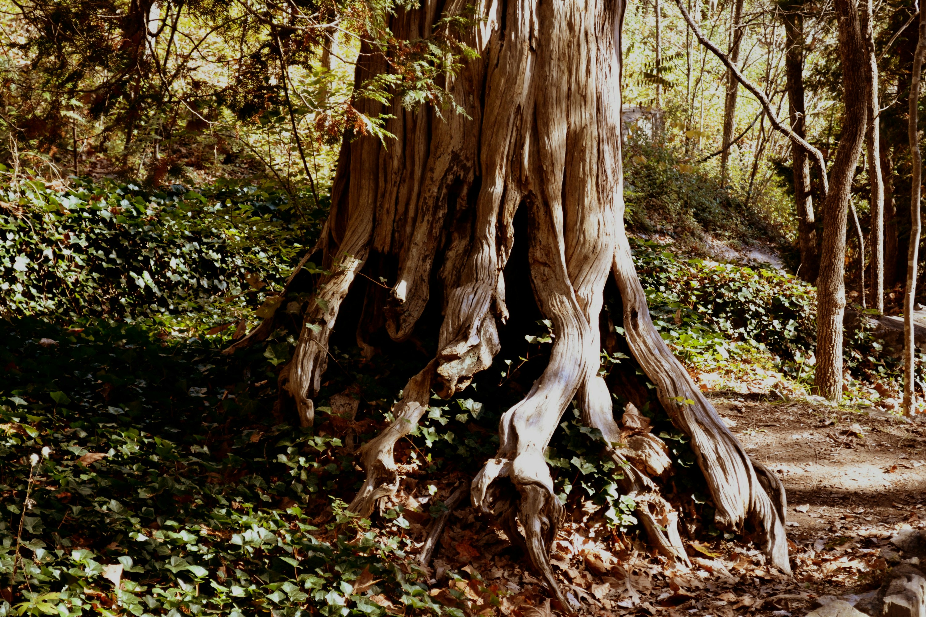 Photo by rogerbruner