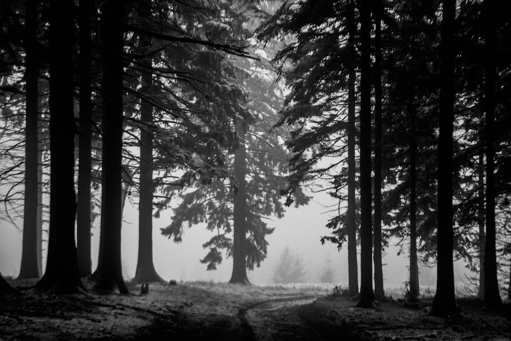 grayscale photography of a pathway between trees in the forest