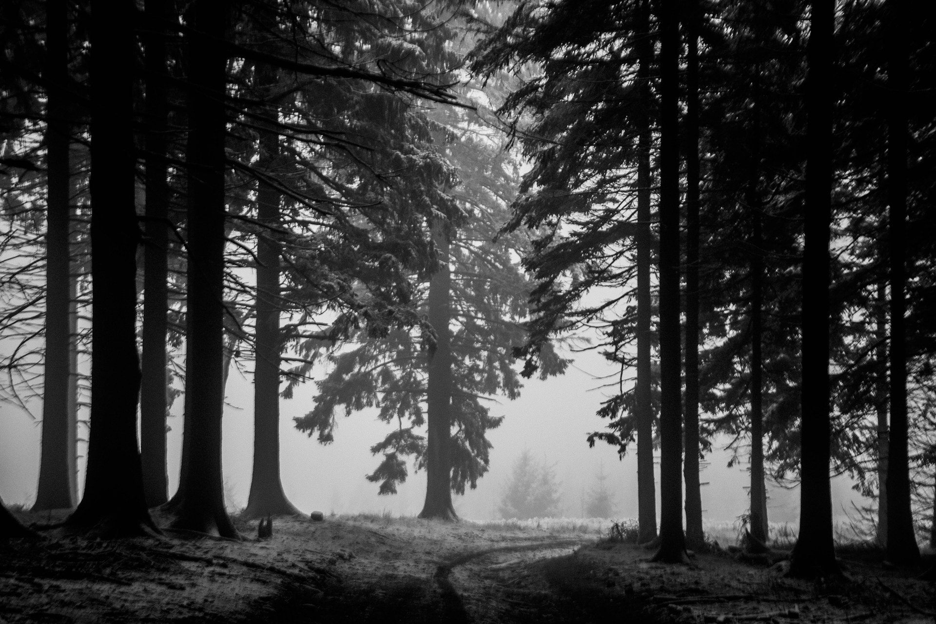 A serene black and white forest landscape, symbolizing mystery and the unconscious.