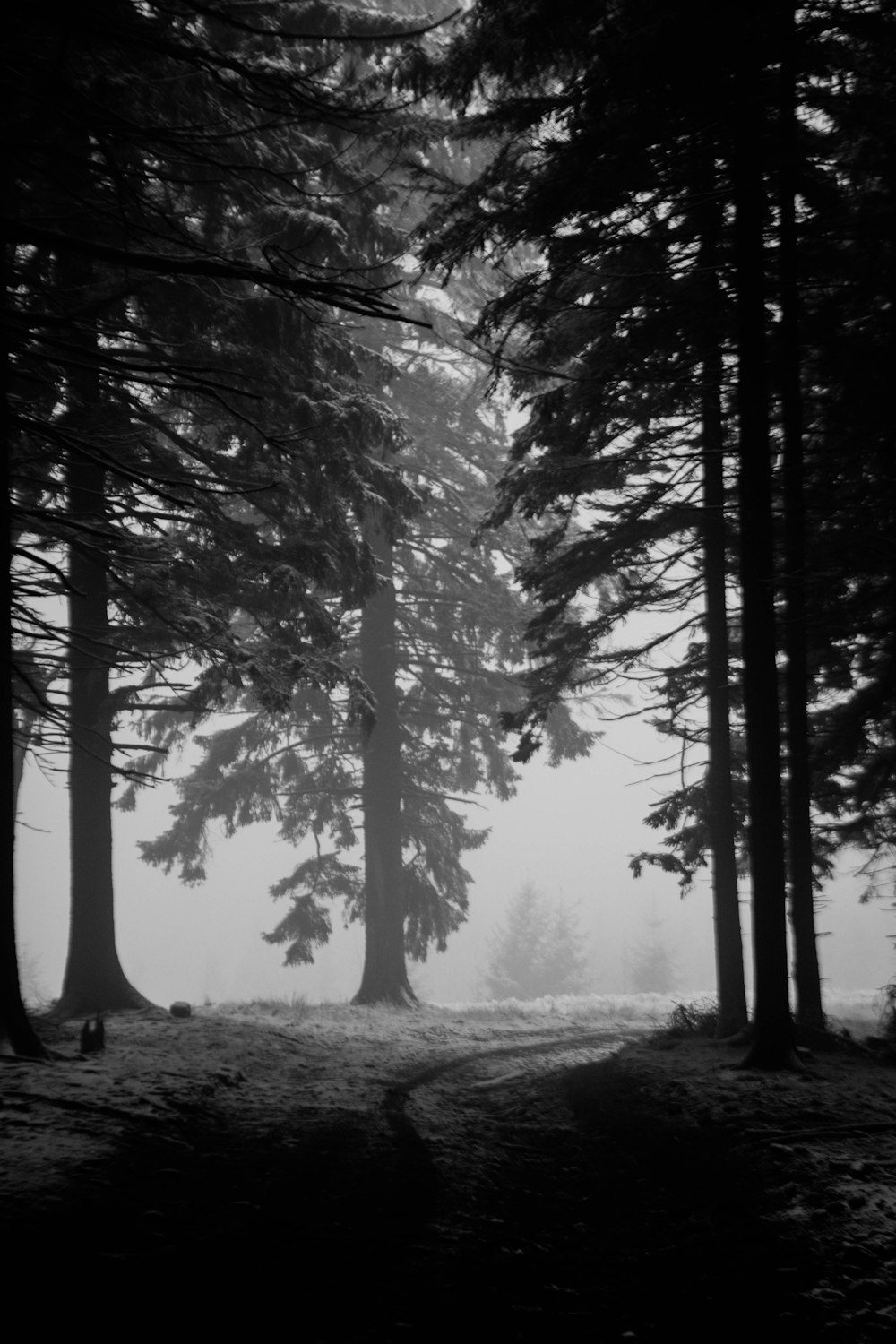 pathway beside pine tress