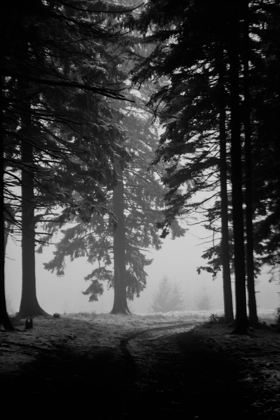 The image depicts a serene forest scene, captured in black and white. The main focus is on three tall trees standing side by side, with their trunks forming an interesting pattern against the sky. The ground beneath them is covered in snow, adding to the wintry atmosphere of the scene. The perspective of the photo is taken from a low angle, looking up at the trees and emphasizing their height. The image does not contain any discernible text or human-made objects, making it appear as if one might be standing right there in the forest.