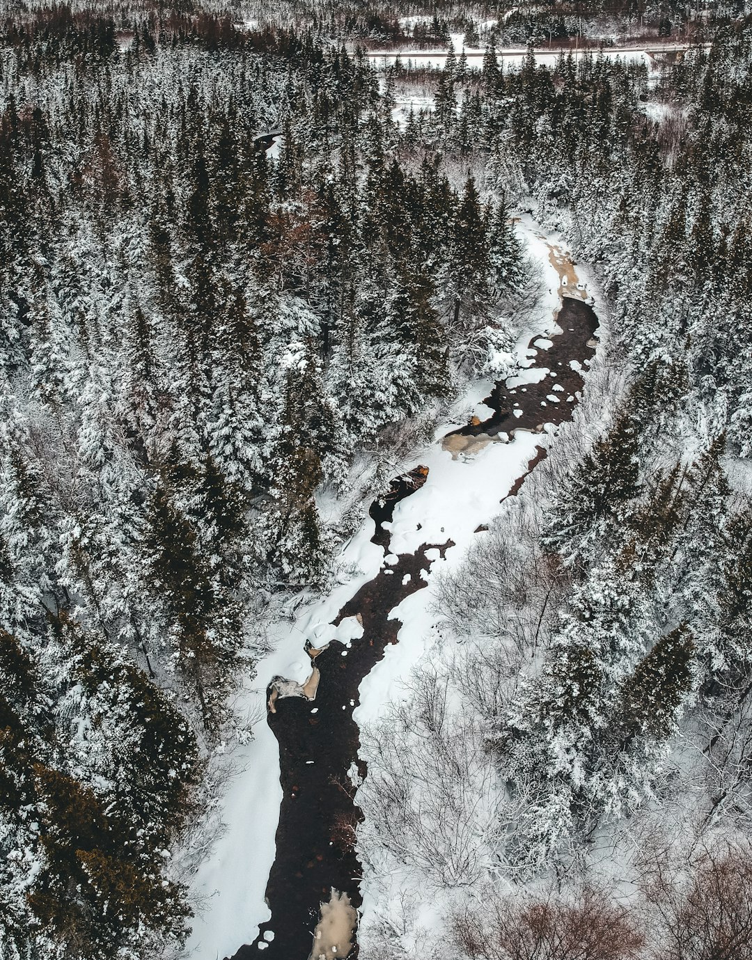 forest trees photograph