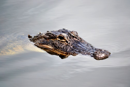 A close-up view of an alligator's head partially submerged in water, highlighting its rough and textured dark skin with visible eyes and nostrils above the water's surface.