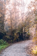 A winding mountain trail bathed in golden autumn light