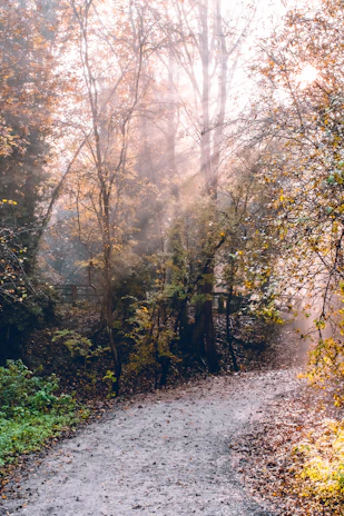 A sunlit mountain trail winding through vibrant autumn trees, inviting adventure.