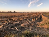 A harvested field stretches into the distance with rows of cut stalks. The sky is clear with a few wispy clouds, and the horizon is lined with bare trees and distant buildings.