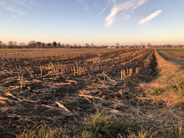 Fresh agricultural crops being harvested in Sadat City fields.