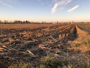 A harvested field stretches into the distance with rows of cut stalks. The sky is clear with a few wispy clouds, and the horizon is lined with bare trees and distant buildings.