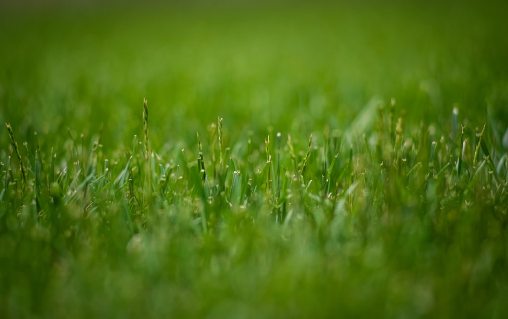 macro photography of green grasses