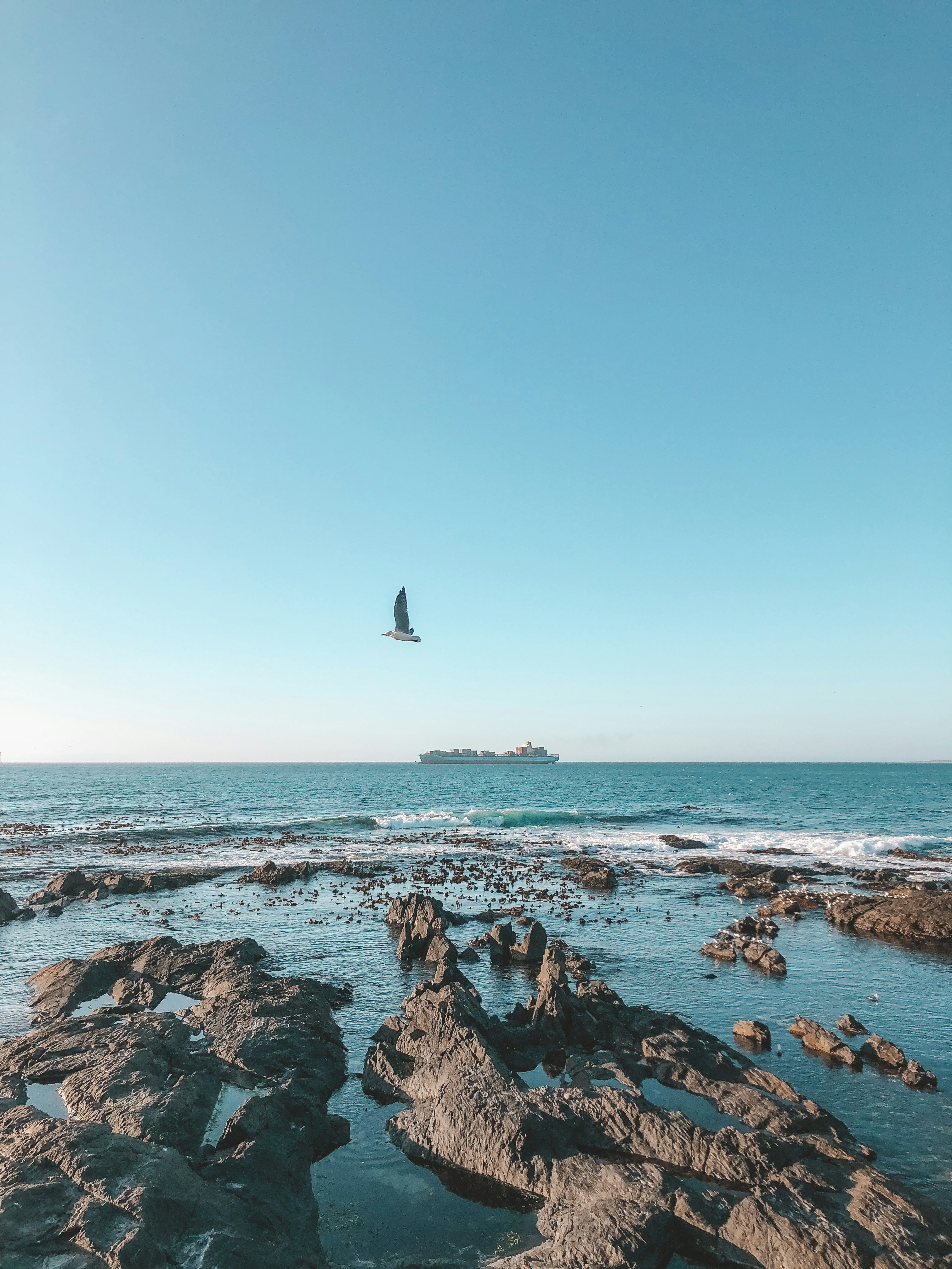 gray rock formations on body of water and bird flying in the sky during daytime