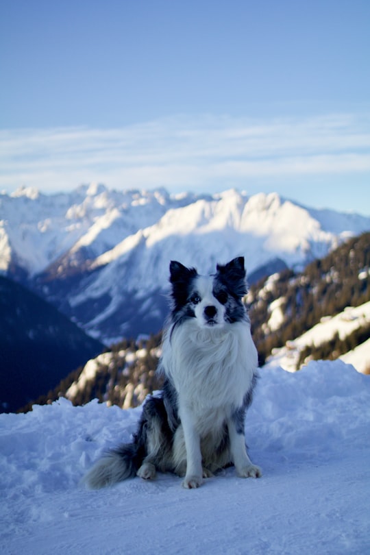 Canadian eskimo dog on snowy field in Verbier Switzerland
